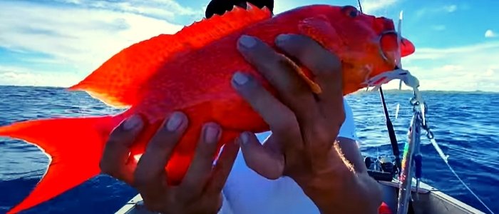 catch fish catch fish